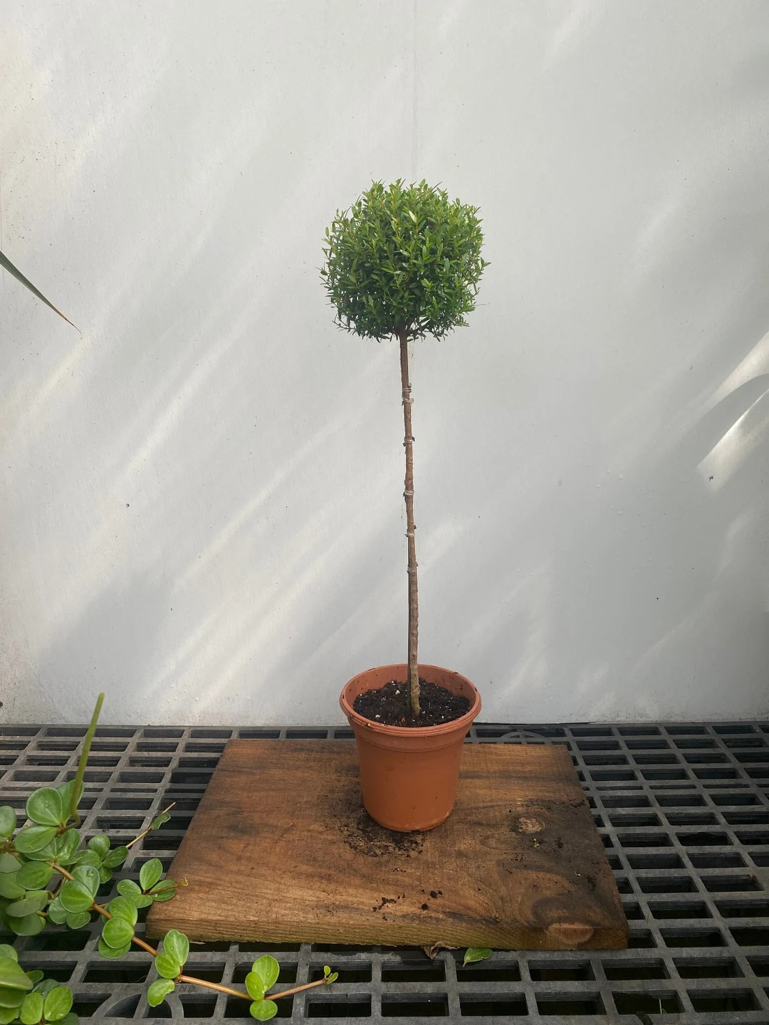 Myrtle topiary 21-24” Tall in 6" pot -  real live topiary plant | Etsy (US)