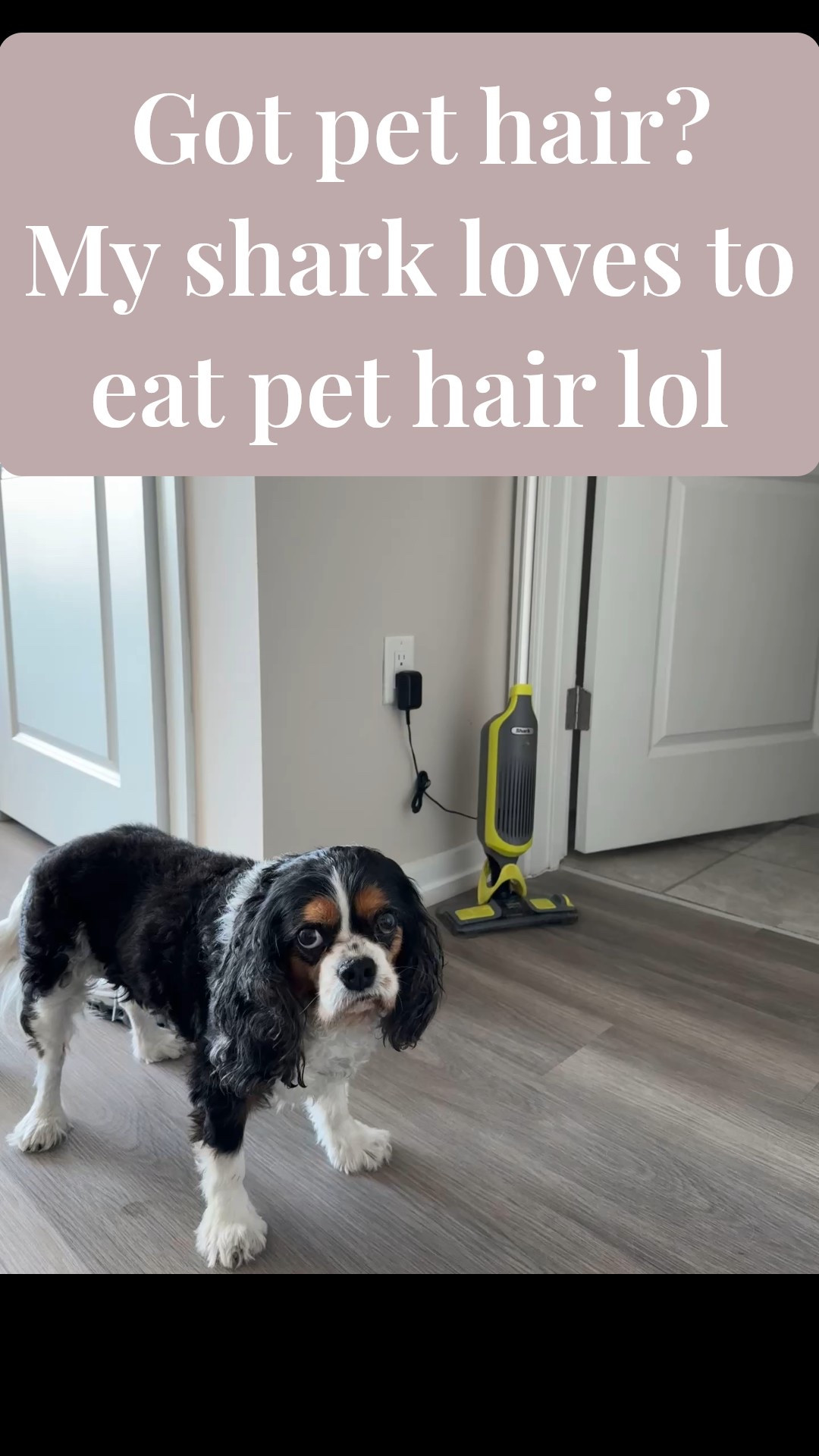  Got pet hair? My shark loves to
eat pet hair lol
I love this as a gift for the home or for pet lovers. You could buy it on Amazon new or used.
Shop holiday gift guide items for the home under $100! These are on sale today  
The ALL NEW VACMOP Reveal combines powerful suction with spray mopping. It illuminates, vacuums, and locks away debris, then sprays mops tough messes—a complete clean all in one disposable pad.

DIRT-REVEAL TECHNOLOGY: This technology illuminates hidden debris, dust, and hair, ensuring you never miss a spot for a more thorough and time-saving clean.

LOCKS AWAY DEBRIS: Unlike other pads that push dirt around, the VACMOP Reveal’s powerful vacuum suction captures debris in its built-in dirt chamber, keeping your floors clean and tidy.

#LTKFindsUnder100 #LTKGiftGuide #LTKHome