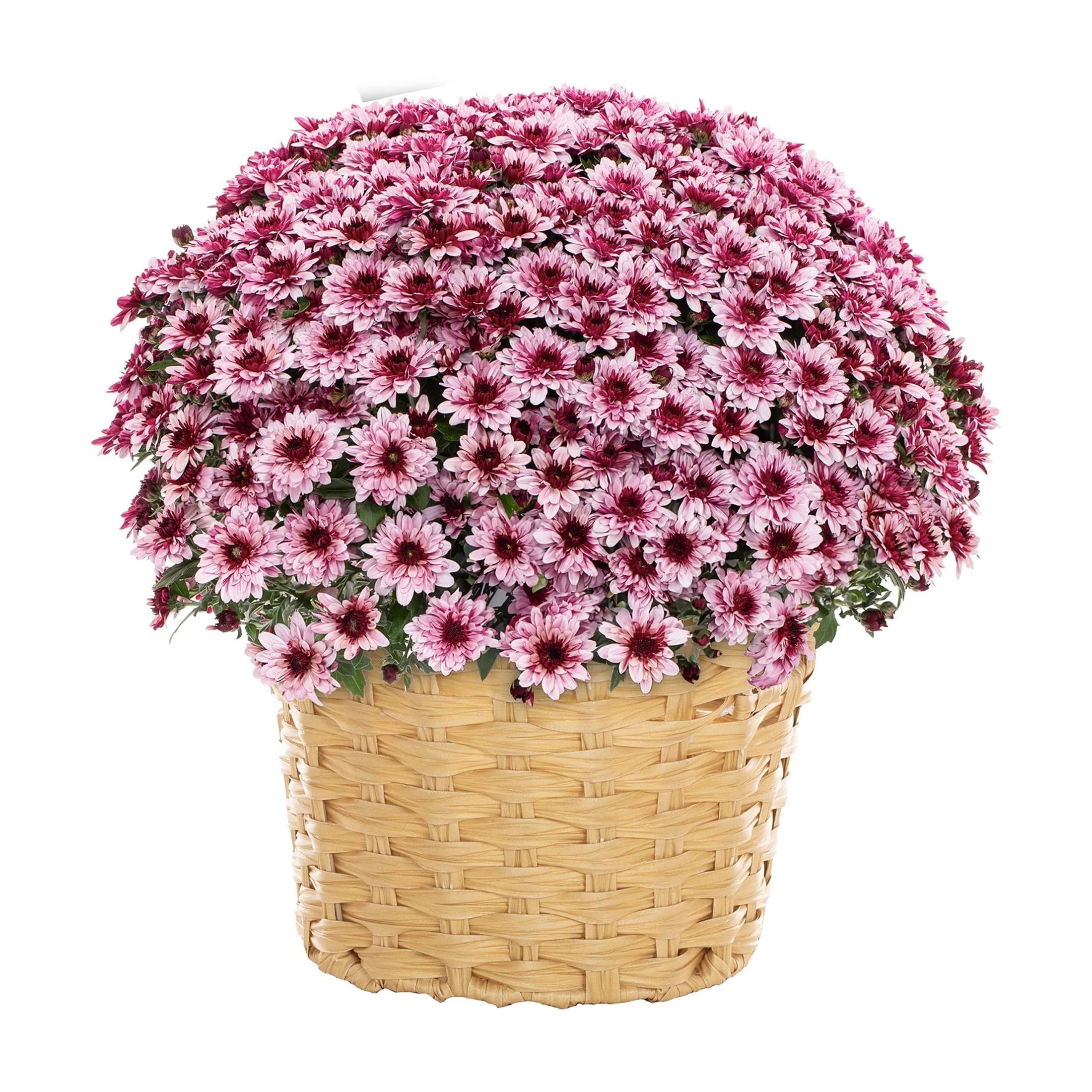 Better Homes & Gardens 2.5G Pink Garden Chrysanthemum Plant Decorative Basket Sun | Walmart (US)