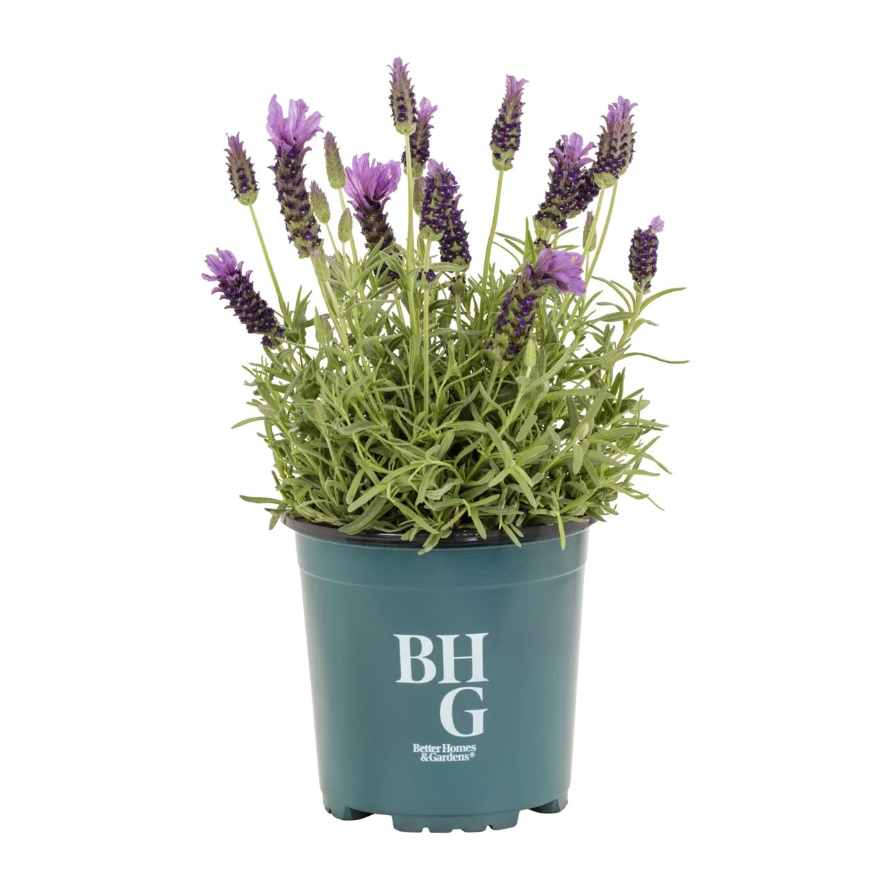 Better Homes & Gardens 2.5Q Purple Lavender La Diva Big Night Live Perennial Plant Sun | Walmart (US)