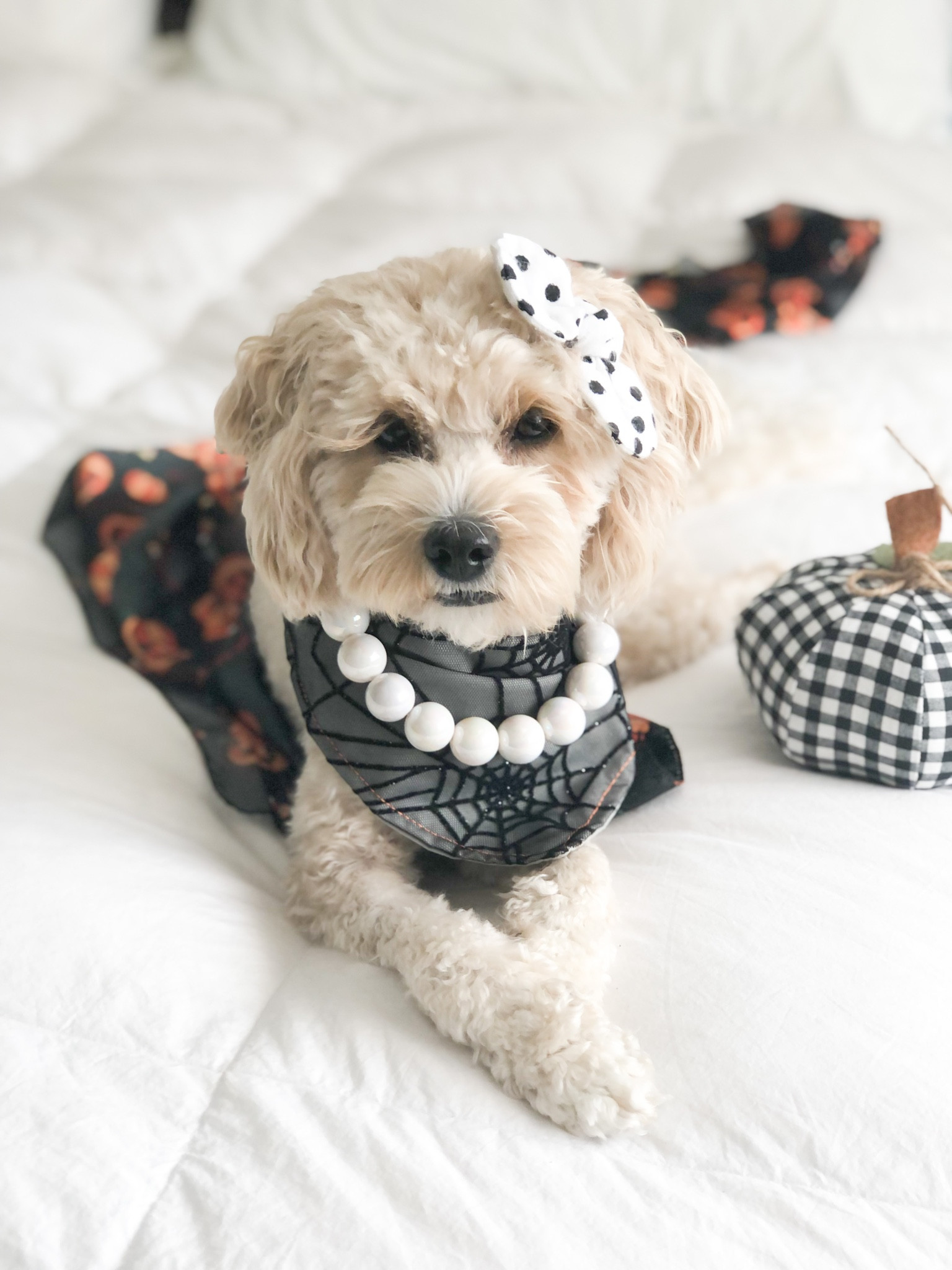 #LTKstyletip #LTKSeasonal #LTKfamily