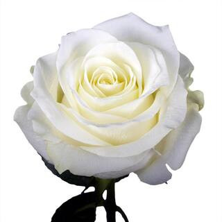 50 White Roses- Fresh Flower Delivery | The Home Depot