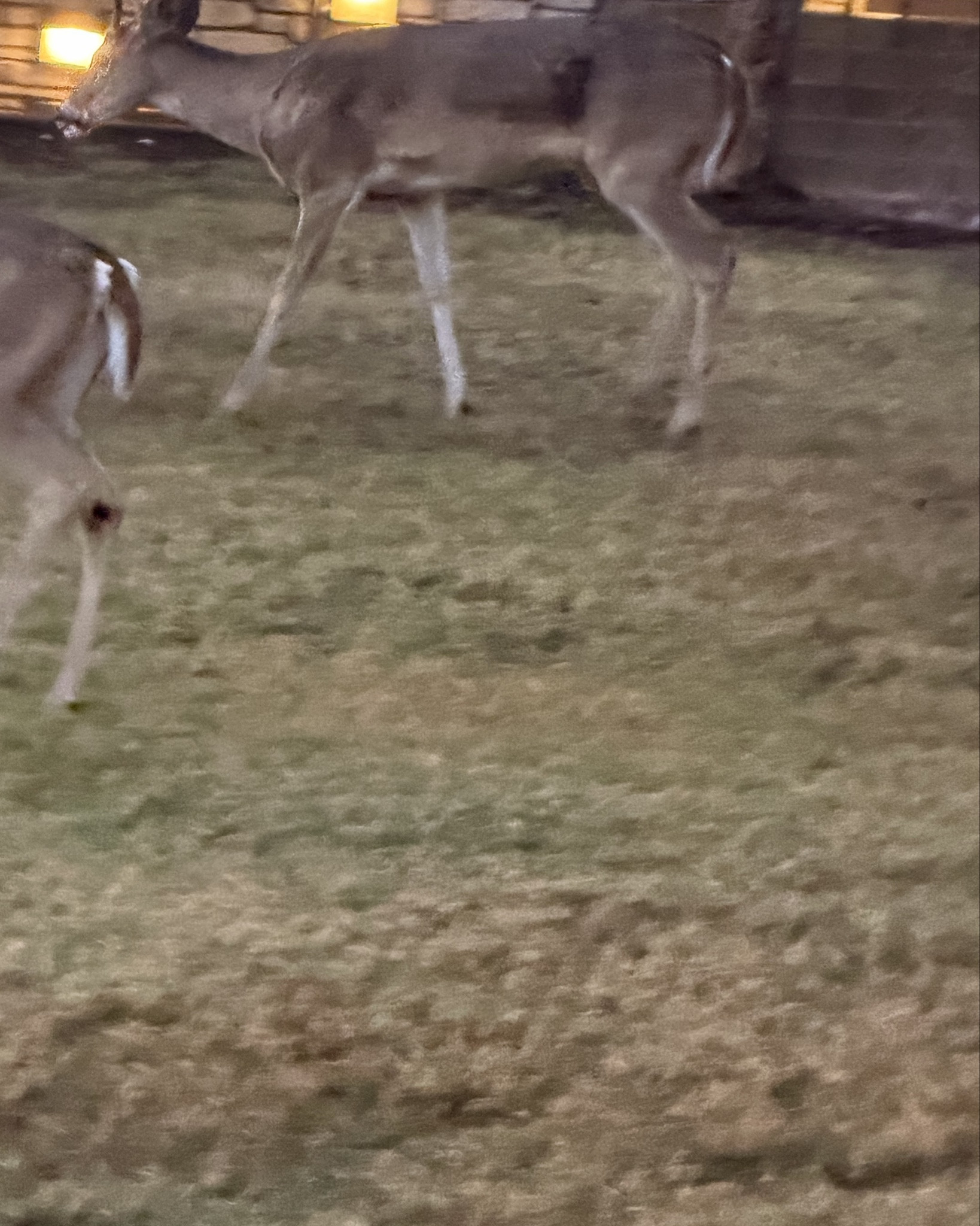 Bambi is in the yard! 

#LTKValentine