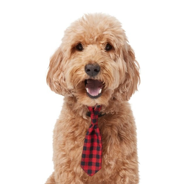 FRISCO Holiday Dog & Cat Tie, Red, Small/Medium - Chewy.com | Chewy.com