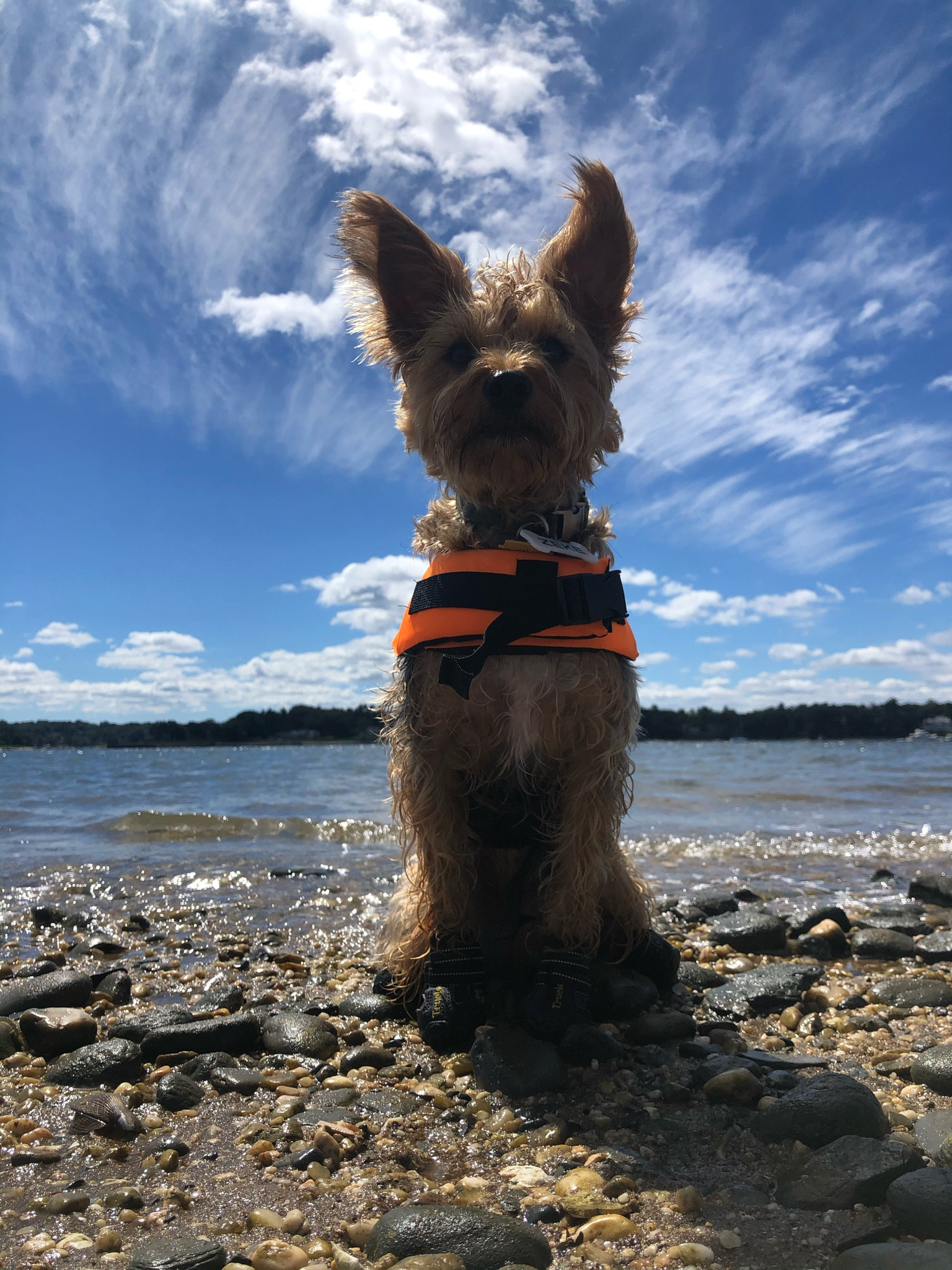 Doggy life jacket and boots

#LTKGiftGuide #LTKSwim #LTKSeasonal