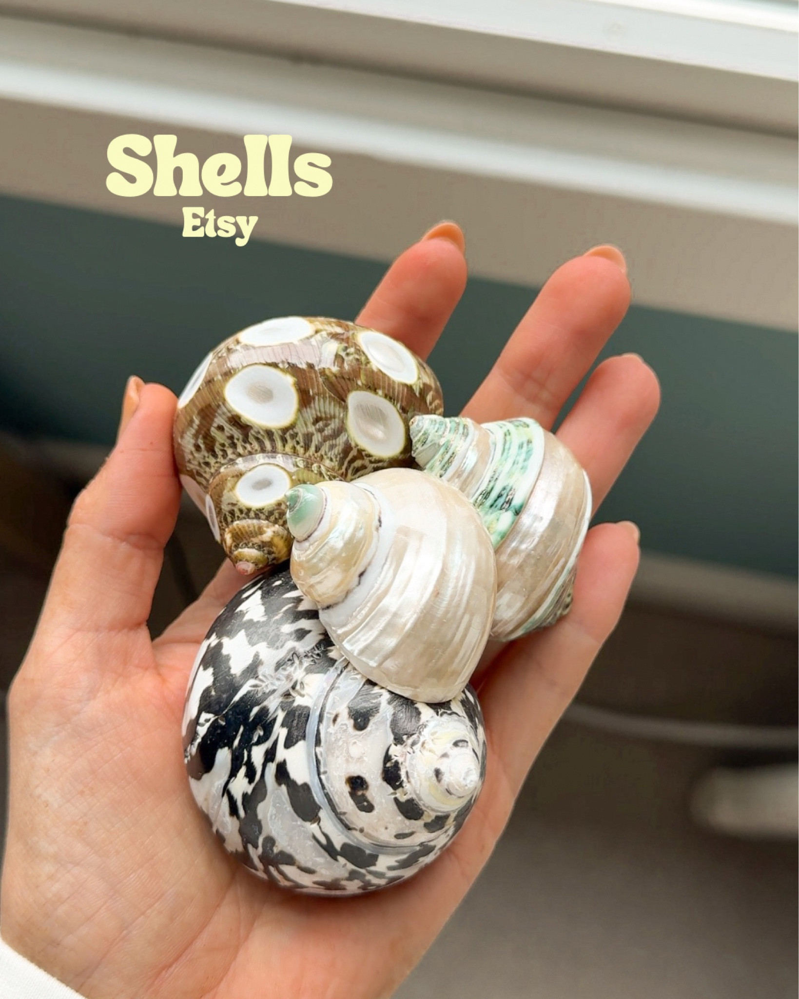 Hermit crab shells