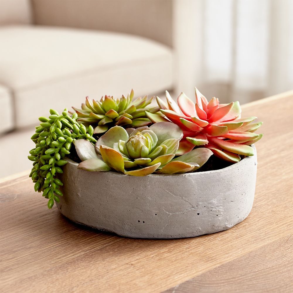 Faux Succulents in Low Round Pot | Crate & Barrel