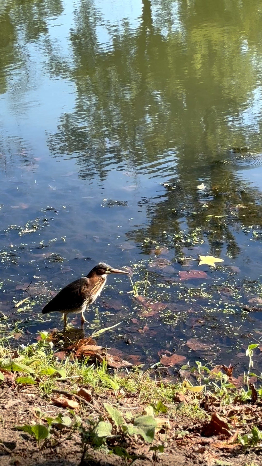 Spending time in nature is another way I elevate my mood when I’m in a funk and/or the world feels heavy. 

Nature is so healing. And I got to spend time just watching in awe, this juvenile Green Heron, a bird I’ve never gotten to see before! 

I usually identify birds with the little info button on my phone but you can’t go wrong with a simple bird book. Sharing some recs here! 

#LTKSeasonal #LTKOver40 #LTKActive