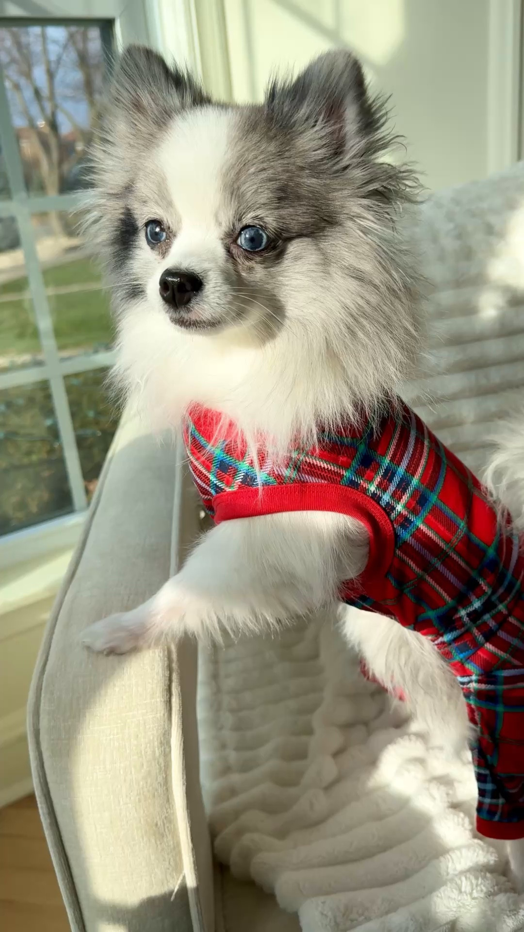 Dog Christmas PJ’s on sale for $6. Also added some dog toys on sale from Target. 

Squeaks (Pomeranian): Size S (7lbs), Chico (Long haired Chi): Size S but probably could’ve done an XS (5lbs)

#LTKCyberWeek #LTKHoliday

#LTKPets #LTKHome #LTKWatchNow