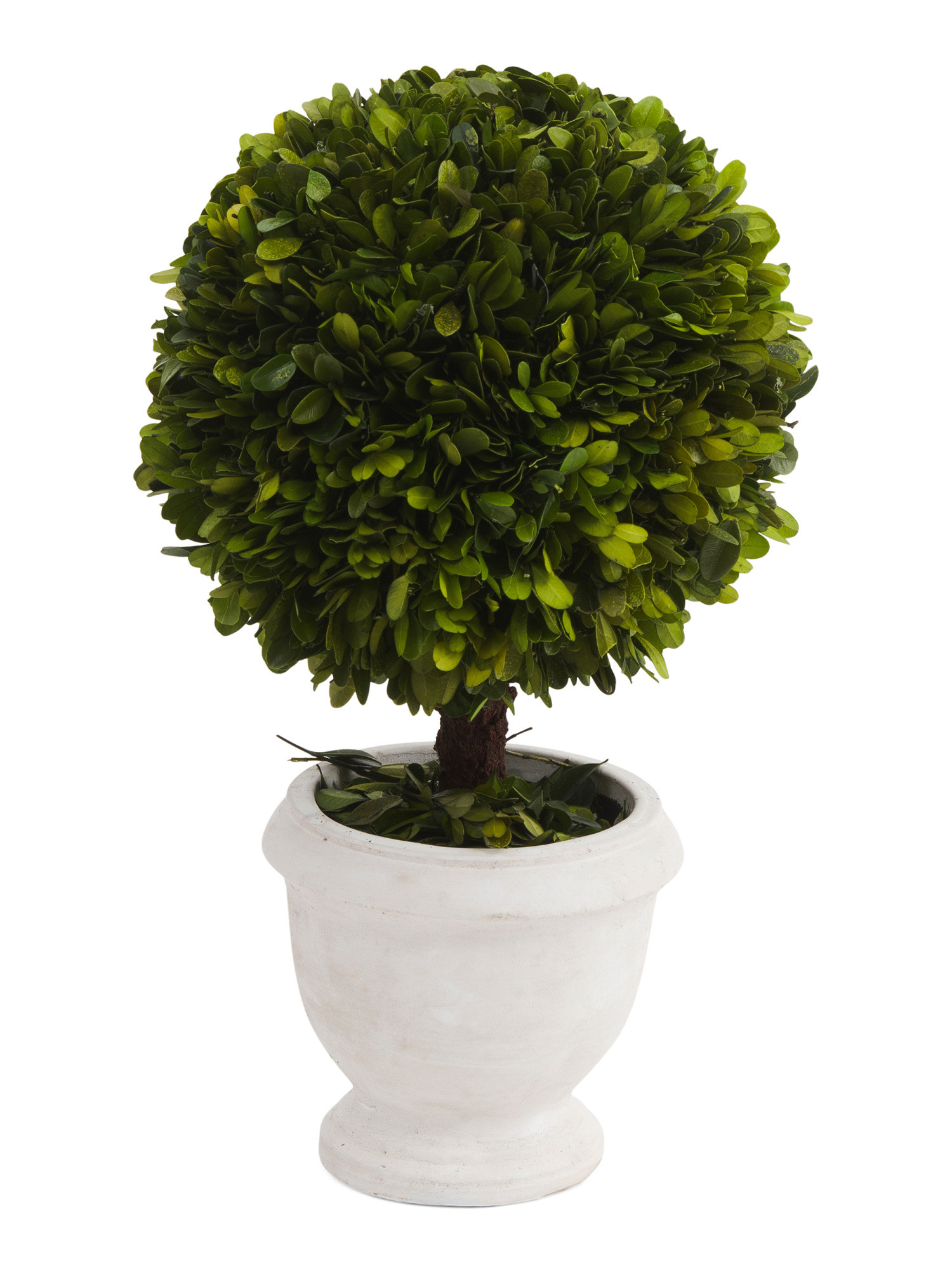 9in Real Preserved Boxwood Ball Topiary In Pot | TJ Maxx