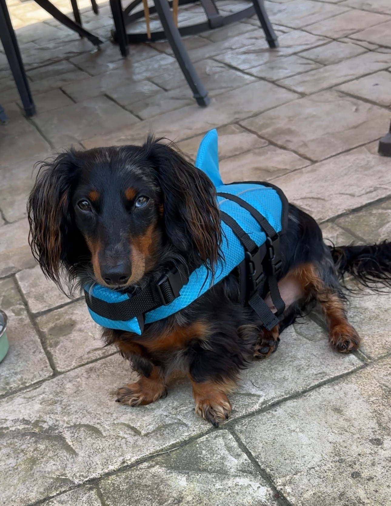 Dog life jacket size small 

#LTKSwim #LTKPets #LTKSeasonal