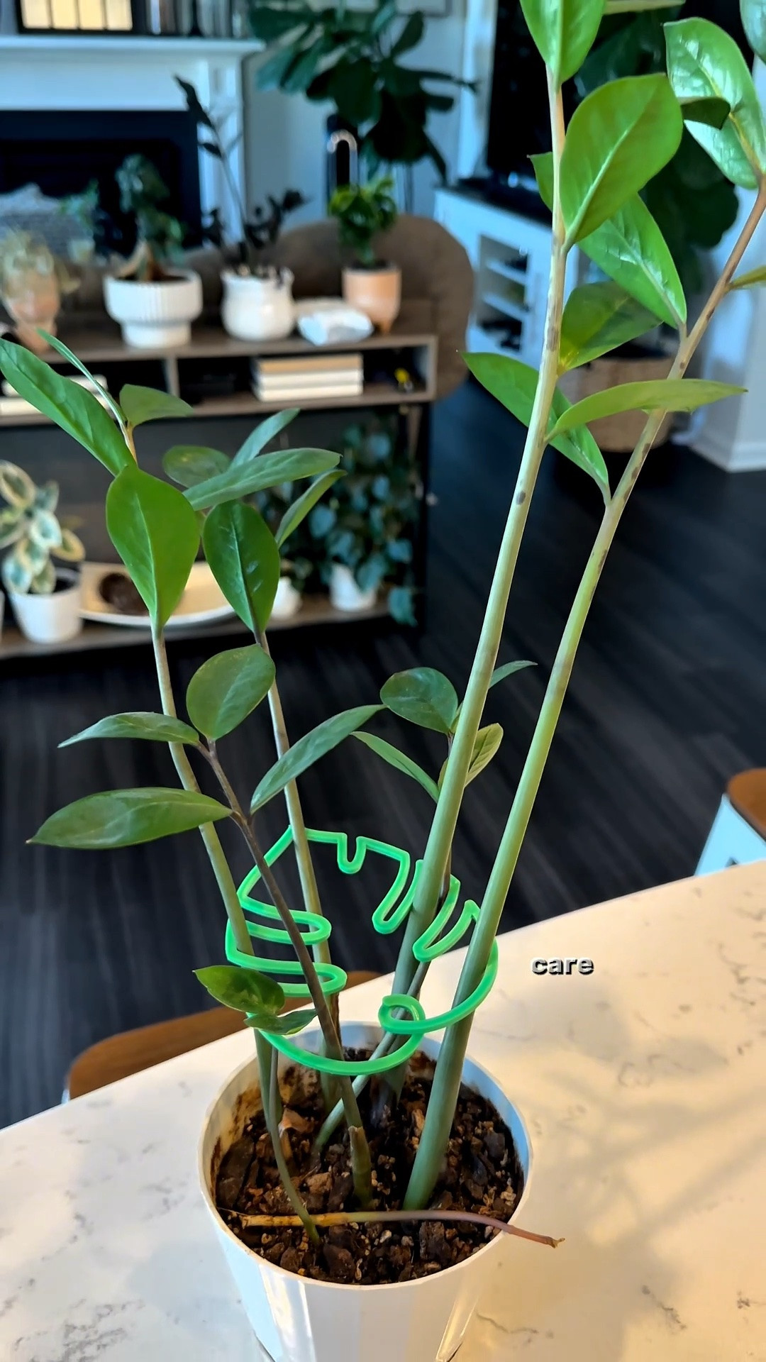 A little support goes a long way 🌿
Perfect for keeping propagations and growing plants looking neat and upright.

#LTKstorytime #LTKHome