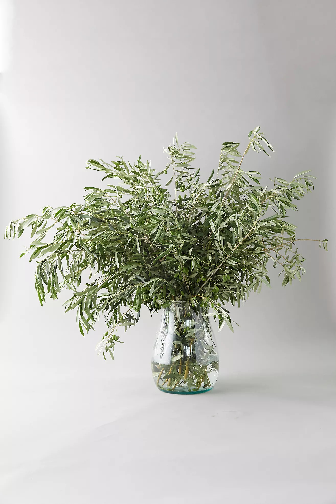Fresh Olive Branch Bunch | Anthropologie (US)