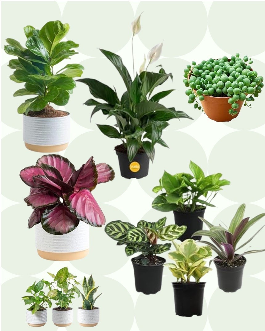 Make your home feel alive! #plants #plantlady 

#LTKSeasonal #LTKHome #LTKActive