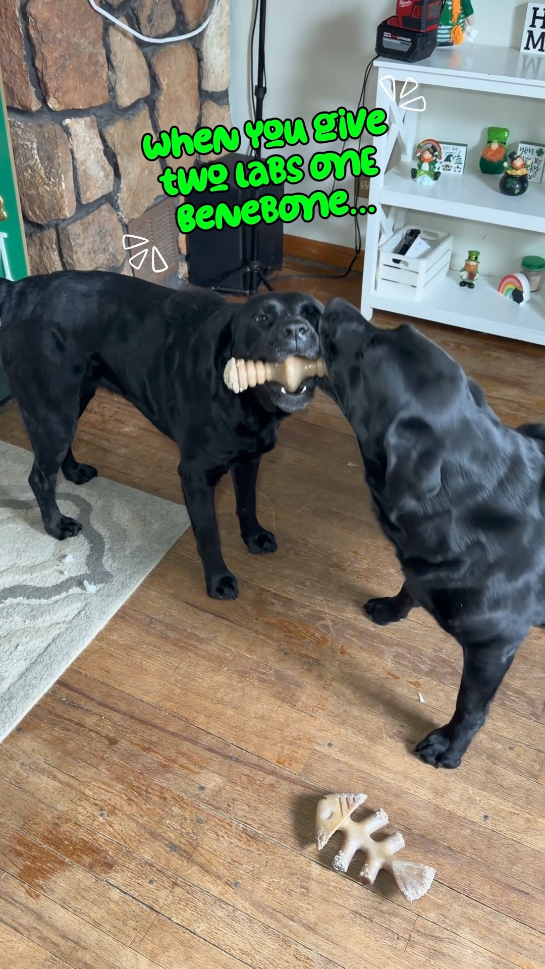 Two labs + one bone = chaos 😂🐾

The girls have been loving their Benebone lately. Durable toys are a must in this house!

I linked a few of our favorite dog toys for anyone with heavy chewers.

#LTKdayinmylife #LTKHome #LTKvlog