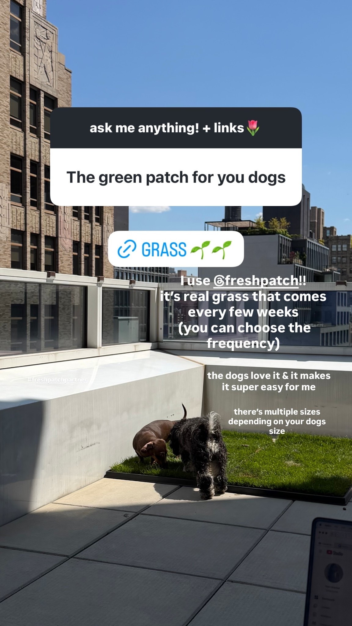 I use Fresh Patch!! 

it’s real grass that comes every few weeks (you can choose the frequency) 

the dogs love it & it makes it super easy for me  

there’s multiple sizes depending on your dogs size

#LTKdayinmylife #LTKHome