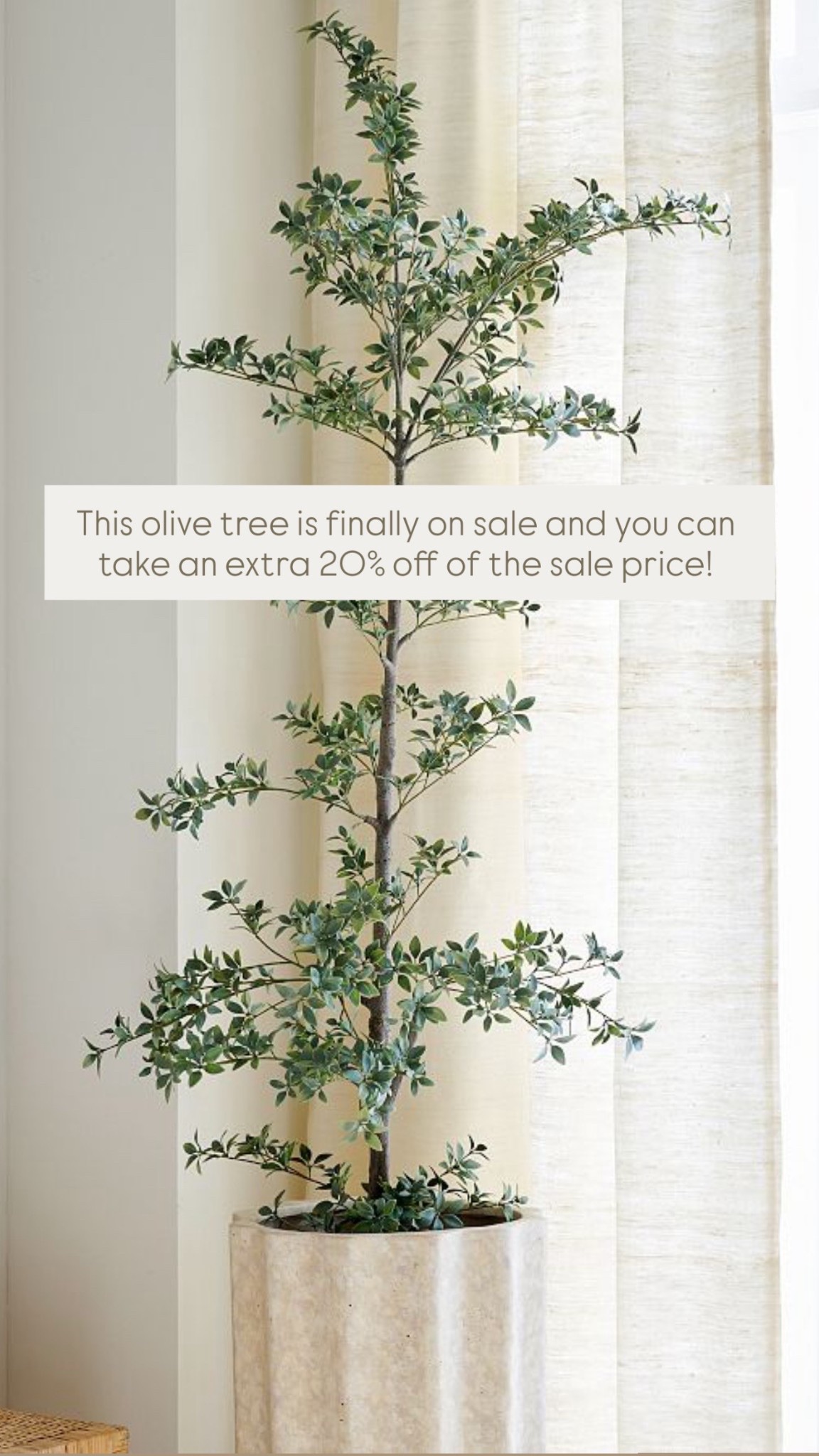 This olive tree is finally on sale and you can take an extra 20% off of the sale price!

#LTKSeasonal #LTKSaleAlert #LTKHome