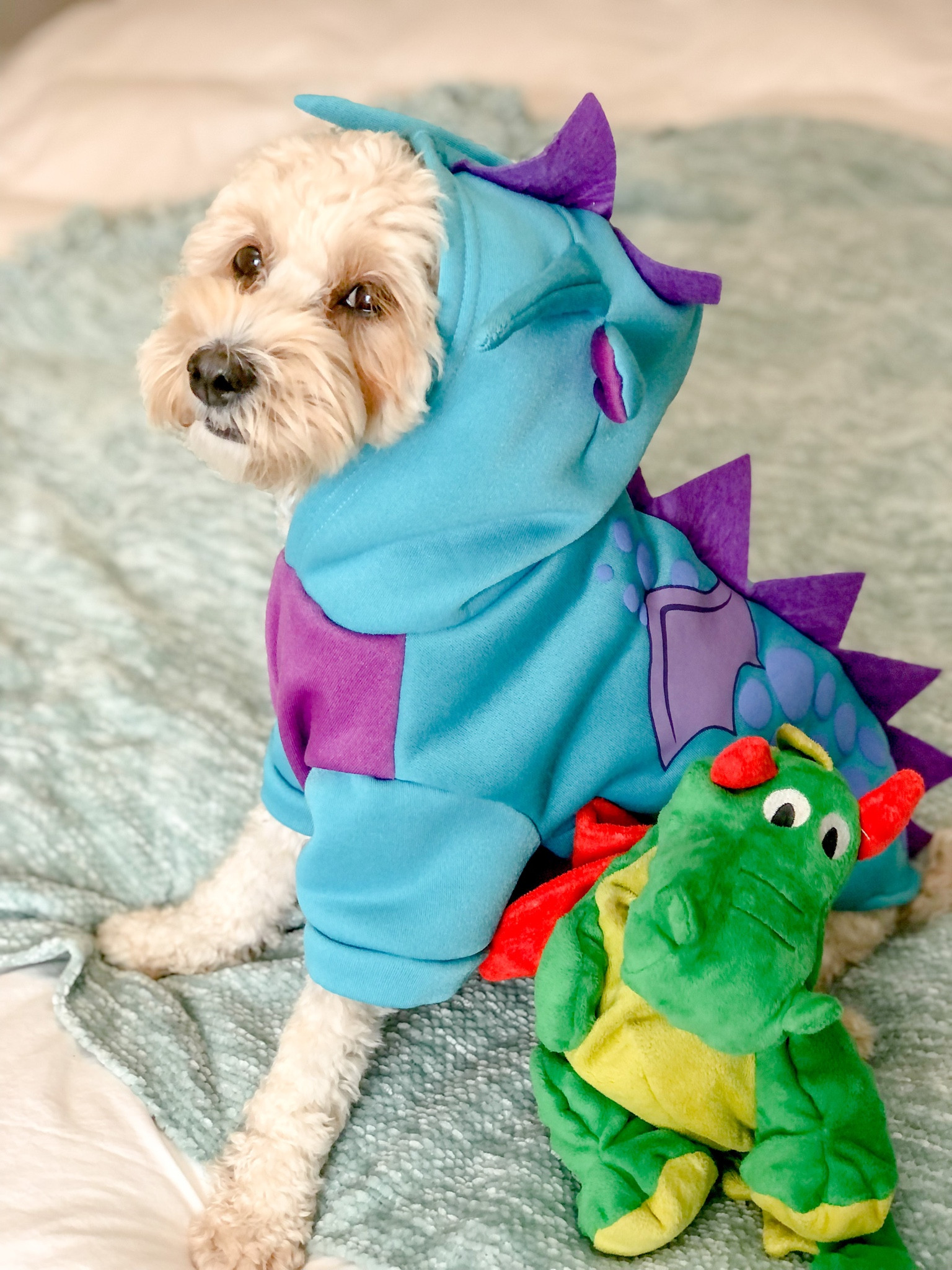 I found my dragon hoodie at my local Winco but here are some other good options on Amazon! #halloween #dogcostume #dragon #ltkdog #ltkpets

#LTKSeasonal #LTKsalealert #LTKHalloween