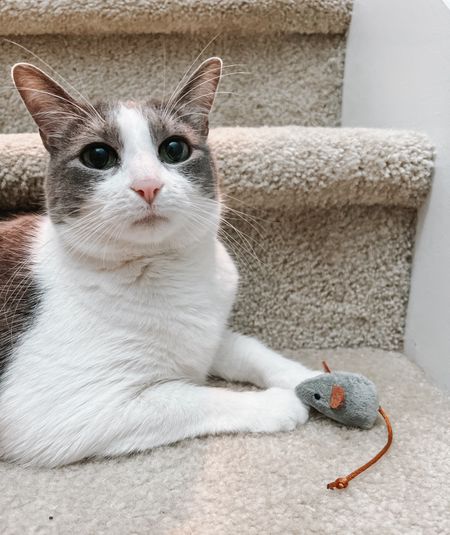 Cat Toys Under $10 🐾🧸😻 great, affordable cat toys for your furbaby, including the catnip mice Emory is obsessed with! 

#LTKfamily #LTKGiftGuide #LTKhome