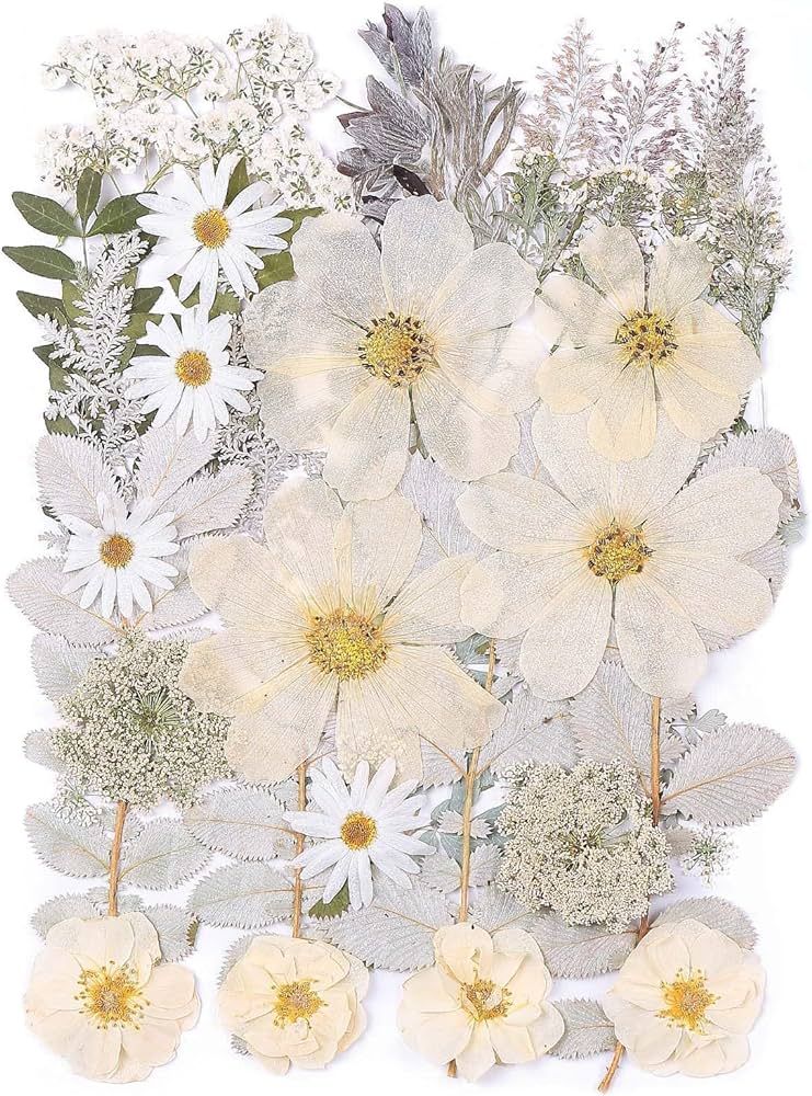 12“ Large Bulk Winter White Dried Pressed Flowers for Art Crafts, Real Dry Natural Flower Leaf ... | Amazon (US)