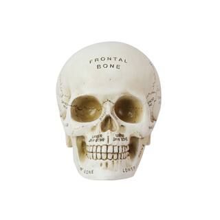 6" Resin Phrenology Skull Tabletop Accent by Ashland® | Michaels Stores