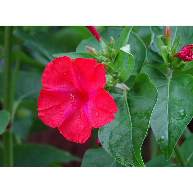 SEEDS = = Serendipity's 4 O'clock- Red Flower-  25 Seeds -Mirabilis jalapa- Brilliant Blooms Four... | Walmart (US)