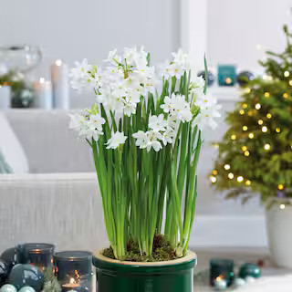 14/15cm Ziva Paperwhite Narcissus Flower Bulbs (Bag of 15) | The Home Depot