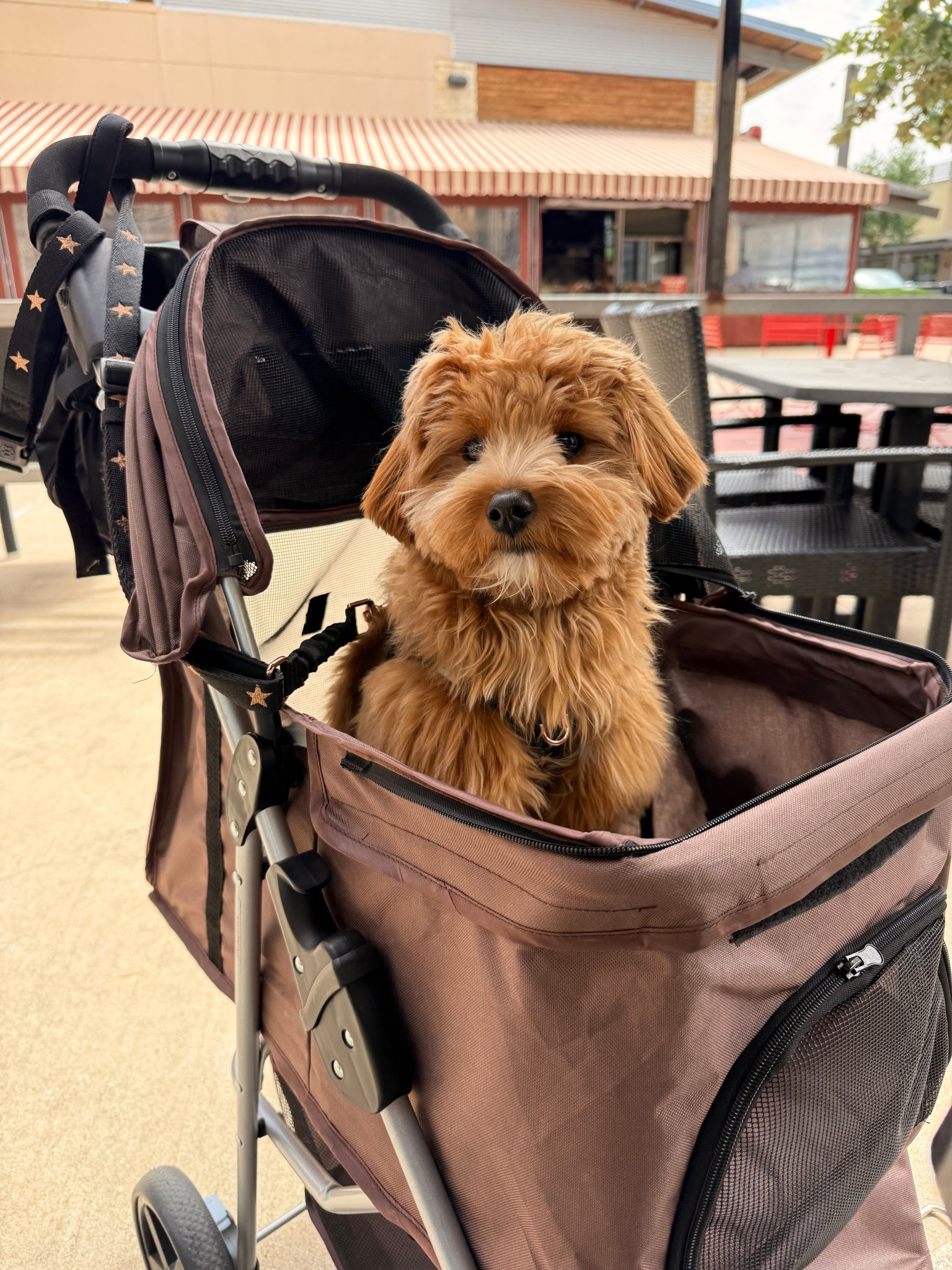 Remy's pet stroller is linked here! 