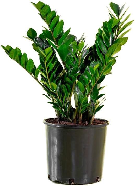 AMERICAN PLANT EXCHANGE ZZ Zanzibar Gem Live Plant, 6" Pot, Indoor/Outdoor Air Purifier | Amazon (US)