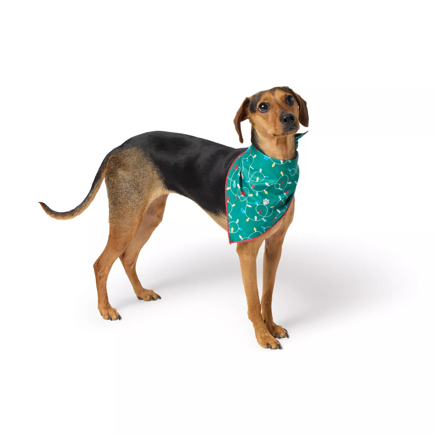 Merry & Bright&trade; Lights/Buffalo Dog Bandana | PetSmart