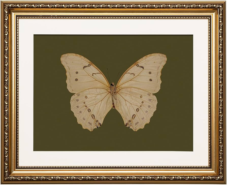 ARPEOTCY Vintage Gold Framed Wall Art, 13x16 inch Classical White Butterfly Paintings, Dark Moody... | Amazon (US)