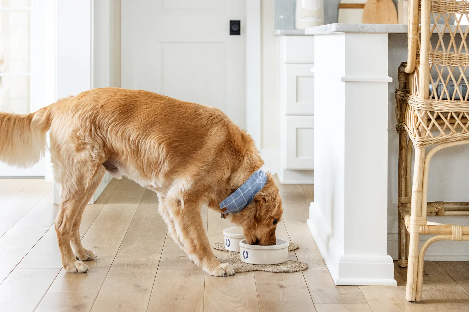 Classic Dog Bowl in Ivory | Brooke and Lou