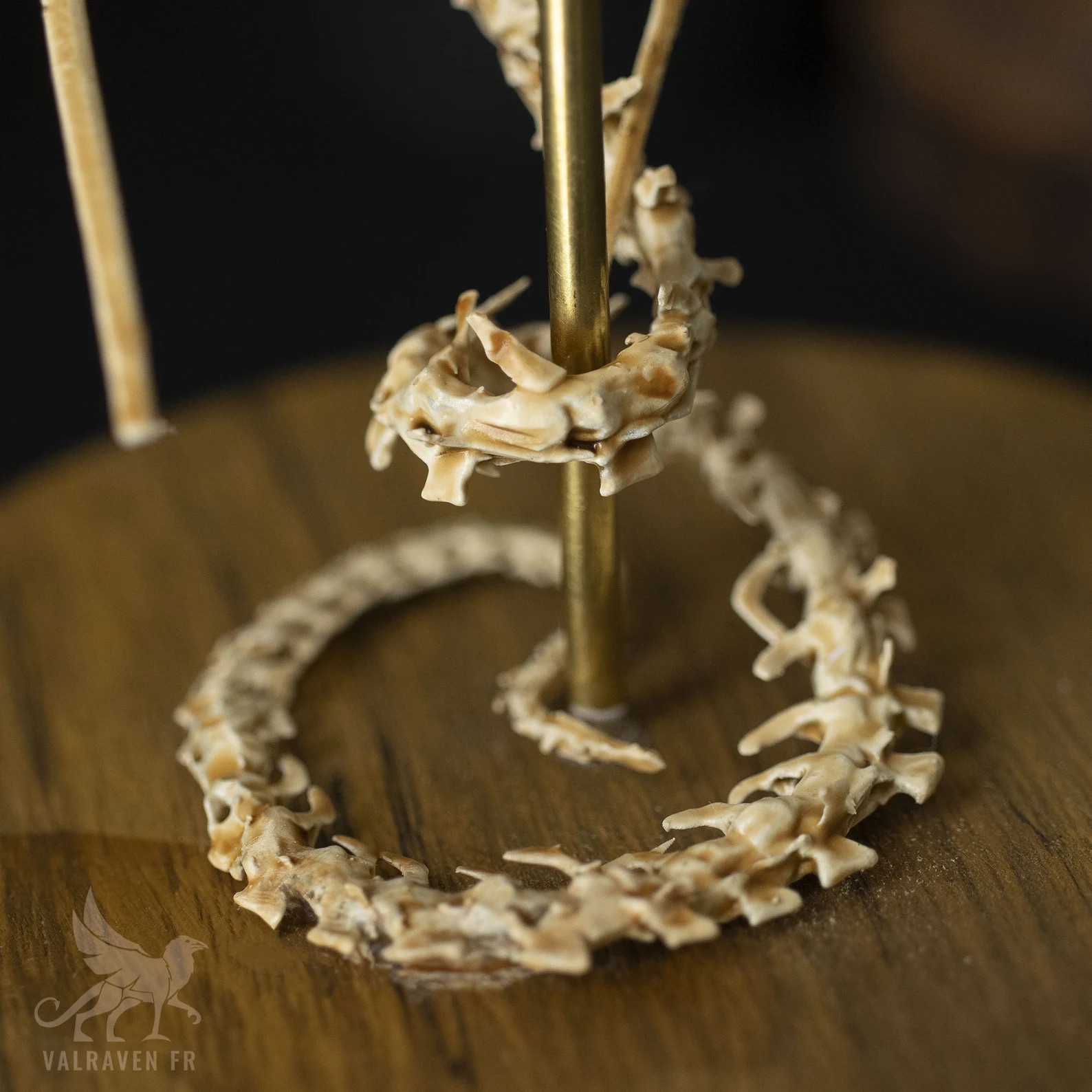 Wyvern Skeleton, Curiosity Cabinet - Etsy | Etsy (US)