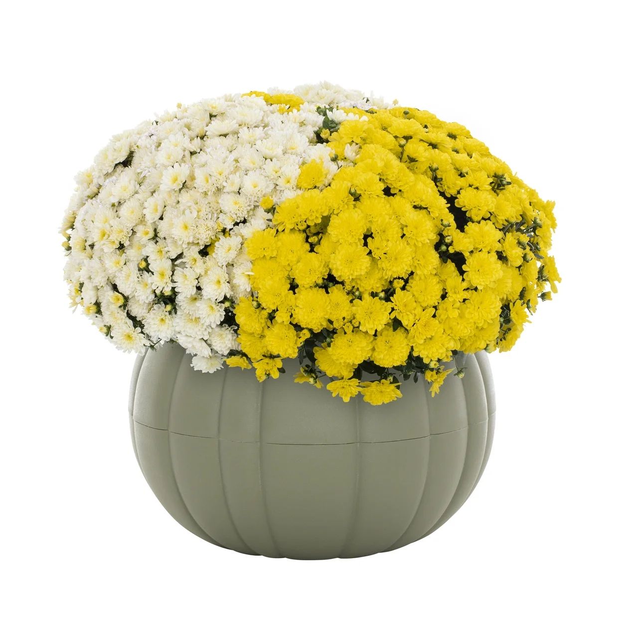 Better Homes & Gardens 3QT Yellow White Garden Chrysanthemum Plant Green Pumpkin Pot Sun | Walmart (US)