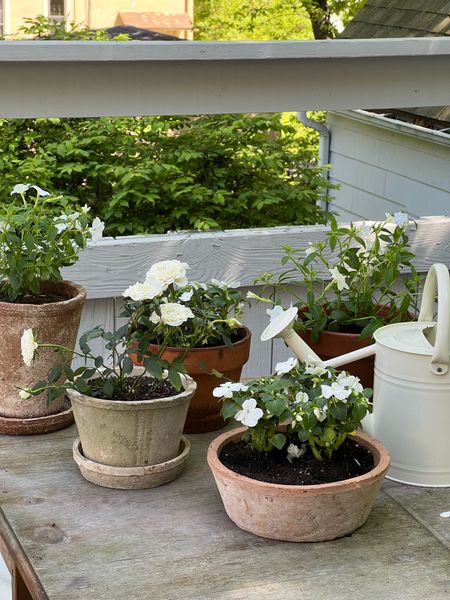 Terracotta pots & cream watering can for gardening #gardening #wateringcan #terracottapot

#LTKSeasonal #LTKHome