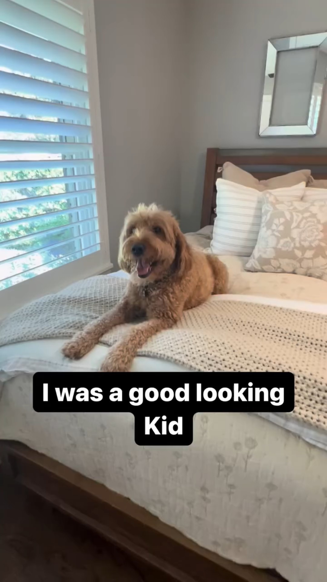 Luca's interior design tip: Make the guest bedroom cozy enough for visitors but perfect for your dog to keep an eye on the neighbors!🐕🏡 #realtorlife #goldendoodle #interiorinspiration #houstonrealtor

#LTKHome #LTKFindsUnder50 #LTKFindsUnder100