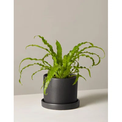 Fern Plant in Pot | Wayfair North America