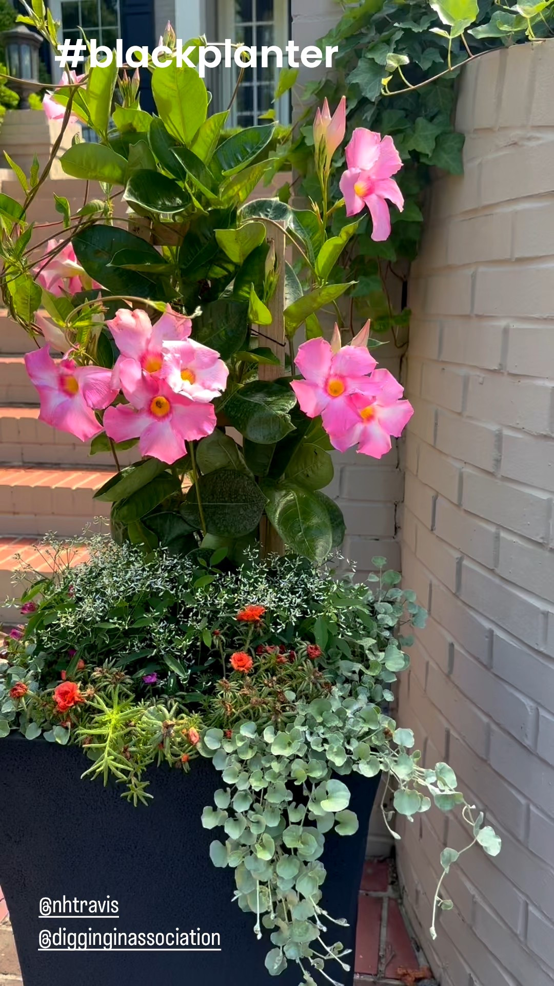 Not too late to plant your containers! 

#planter #patio #porch #plant 

#LTKHome #LTKSeasonal #LTKStyleTip