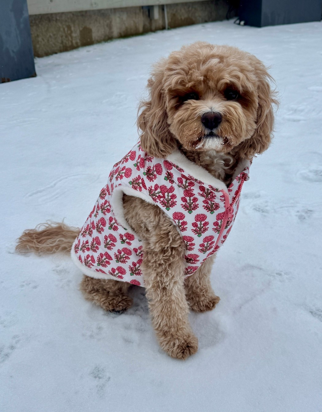 Coco’s ready for all the winter weather with her faux fur lined puffer jacket from Mark & Graham!

#LTKdayinmylife #LTKKids #LTKSeasonal
