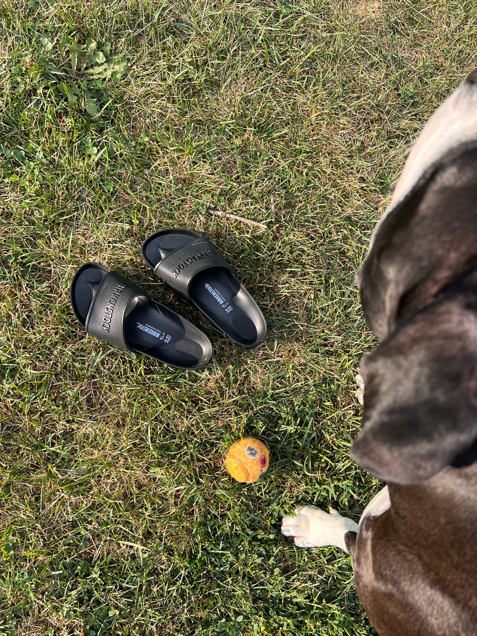 @Birkenstock US ☀️🐾

#LTKdayinmylife #LTKgrwm