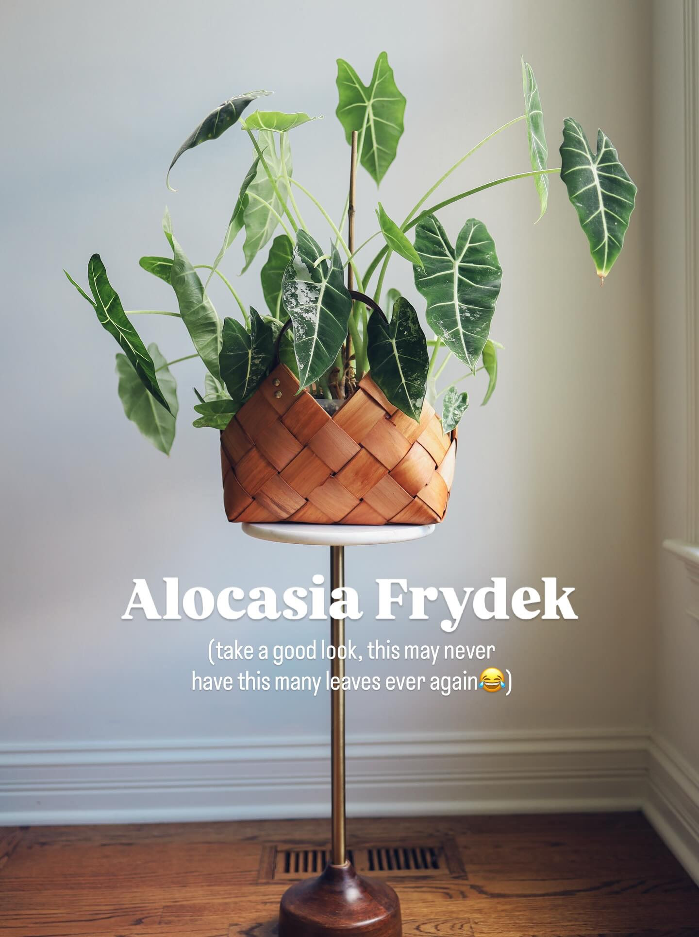 Here’s a shoutout to my August plant babies! Summer went way too fast…