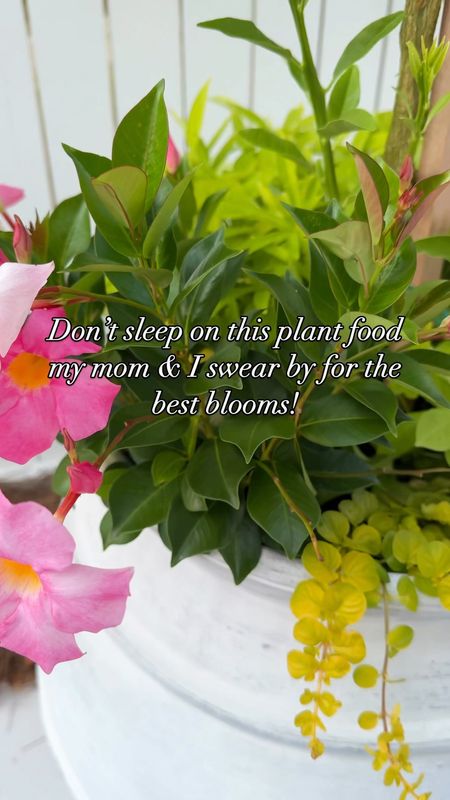 Sharing the fertilizer my mom and I swear by for flowers (and an organic option for our herbs and citrus)! Also linking my planters and outdoor furniture!
.
#ltkhome #ltkfindsunder50 #ltkseasonal #ltksalealert #ltkfindsunder100 #ltkover40 gardening hacks, flower pots 

#LTKSaleAlert #LTKSeasonal #LTKHome