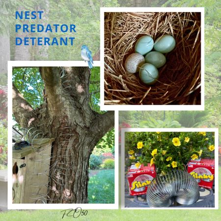 Nesting season is exciting, but can also be heartbreaking when hungry critters raid the nest.

I get it, nature.

This season, I was determined to make an attempt to keep our nests and eggs safe.

Some savvy bird enthusiasts suggest wrapping your tree/nesting boxes with slinky’s.

One of our childhood favorite toys.

It might deter snakes, squirrels, chipmunks and other nest raiders.

No scientific evidence, but if it saves one egg or fledgling, our yard will look like a slinky factory every spring/summer.

Best to you and yours,
Xo, Jonet

#LTKHome #LTKFamily #LTKSeasonal