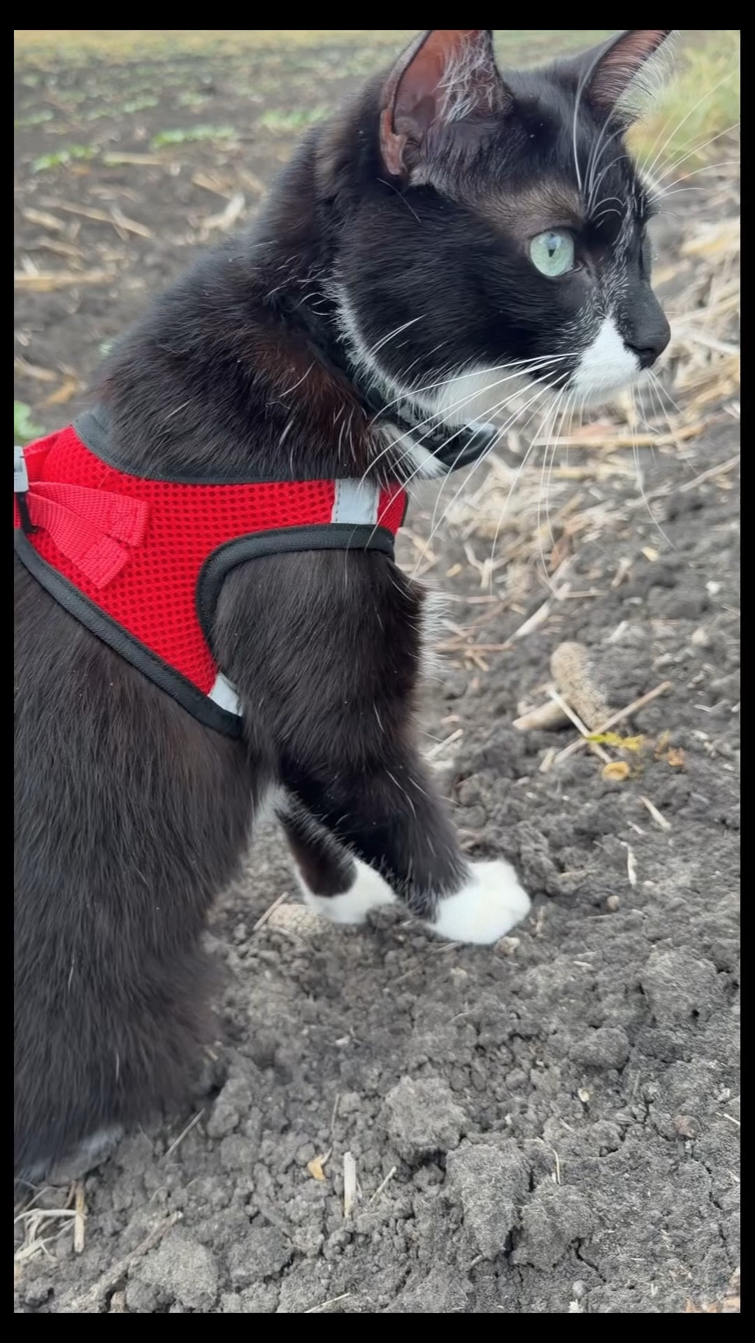 The harness I can’t brag enough about. Steve doesn’t fight it and I feel safe knowing he won’t escape. If you have ever considered a halter for your cat, this is it! #cats 

#LTKstorytime #LTKdayinmylife #LTKTravel