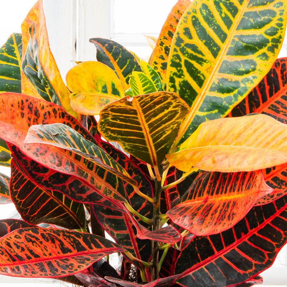 Spring Hill Nurseries 4 in. Pot Petra Croton, Live Potted Tropical Plant (1-Pack)-76566 - The Hom... | The Home Depot