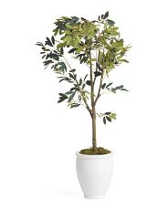 5ft Green Olive Tree In Ceramic Pot | Marshalls