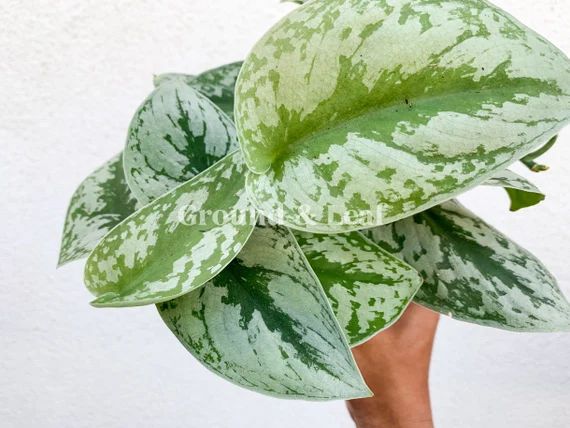 Pothos Exotica Scindapsus Pictus EXOTICA Satin Pothos | Etsy | Etsy (US)