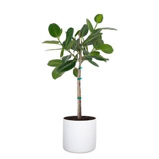 Ficus Audrey Standard Tree Live Banyan Tree in Premium 10 inch White Fiberglass Pot | The Home Depot