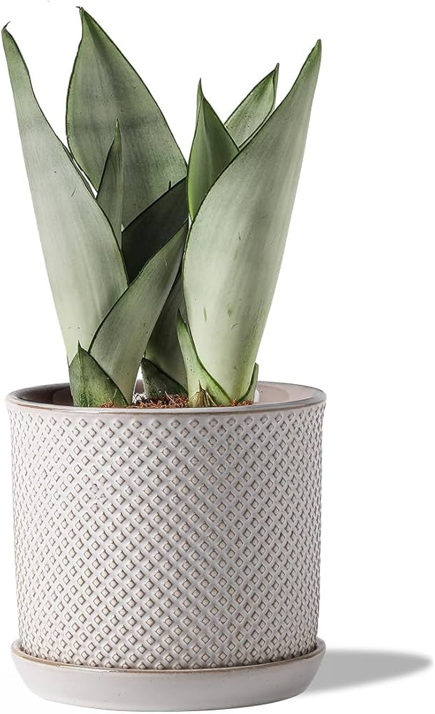 6 Inch Plant Pots : Ceramic Planter Pot with Drainage Hole & Saucer - Flower Pot for Indoor & Out... | Amazon (US)