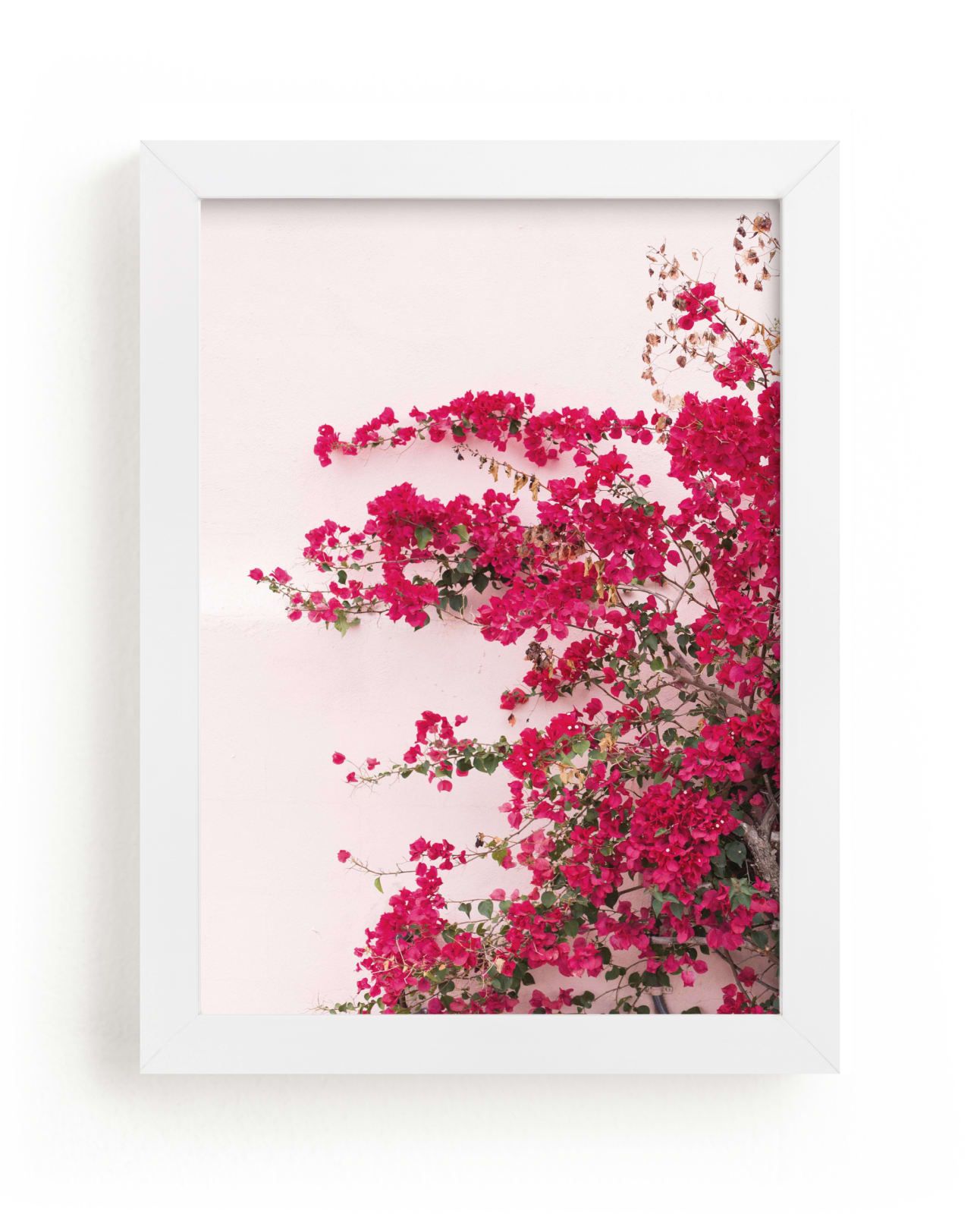 "Bright Bougainvillea" - Photography Limited Edition Art Print by The One With Wanderlust. | Minted
